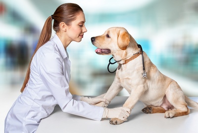 Pot animalele să detecteze cancerul?