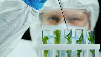 5 plante care stimulează funcționarea creierului